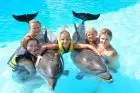 Sharm El Sheikh family activities include a dolphin show